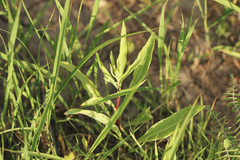 Liatris aspera intermedia