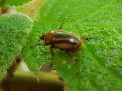 Cyclocephala complanata