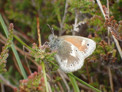 Coenonympha tullia