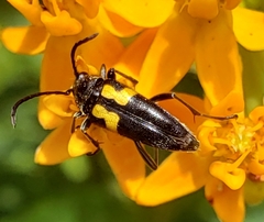 Typocerus lunulatus