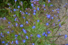 Anchusa azurea