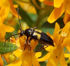Typocerus lunulatus