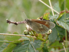 Coenonympha tullia