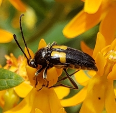 Typocerus lunulatus
