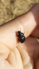 Coleoptera