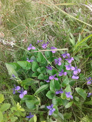 Viola septentrionalis