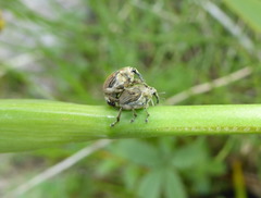 Mononychus punctumalbum