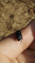 Coleoptera