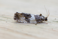 Pseudosciaphila duplex