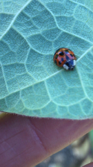 Harmonia axyridis