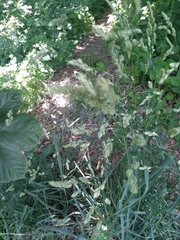 Dactylis glomerata