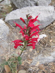 Salvia roemeriana