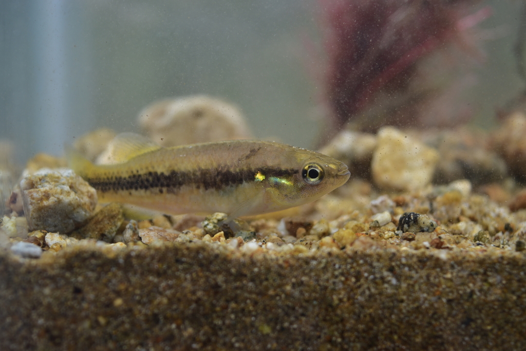 Gestippelde Midden-Amerikaanse killivis (Profundulus punctatus) — Profundulidae