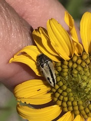 Acmaeodera latiflava latiflava