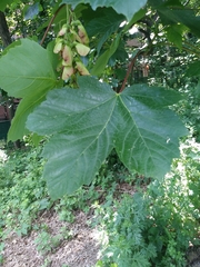 Acer pseudoplatanus