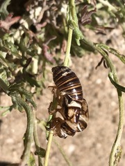 Clidophleps
