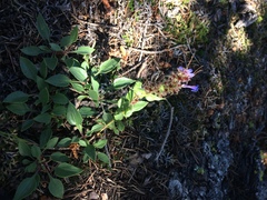 Penstemon pruinosus