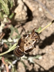 Clidophleps
