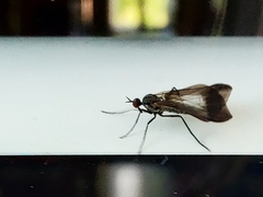 Rhamphomyia marginata