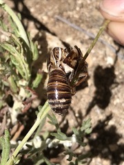 Clidophleps