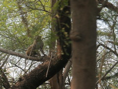 Macaca mulatta