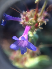 Penstemon pruinosus