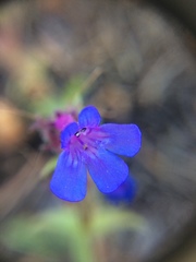 Penstemon pruinosus