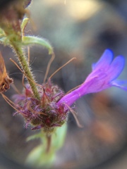 Penstemon pruinosus