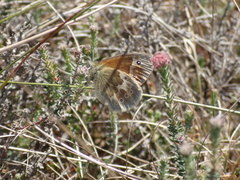 Coenonympha tullia
