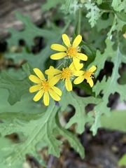 Cineraria aspera