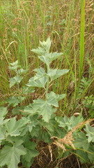 Althaea