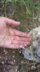 Asperula supina