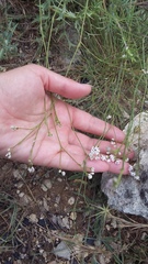 Asperula supina