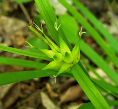 Carex intumescens