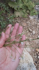 Asperula supina