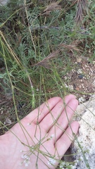 Asperula supina