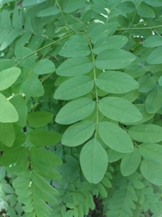 Robinia pseudoacacia