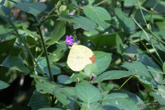 Eurema floricola