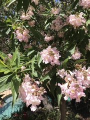 × chitalpa tashkentensis