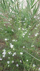 Cakile maritima euxina