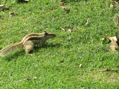 Funambulus pennantii