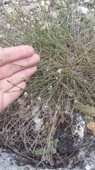 Asperula supina