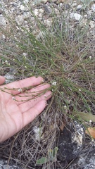 Asperula supina