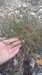 Asperula supina