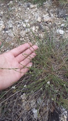Asperula supina