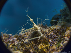 Lambrachaeus ramifer