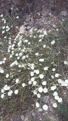 Convolvulus holosericeus