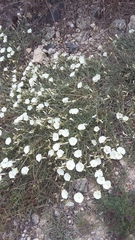 Convolvulus holosericeus