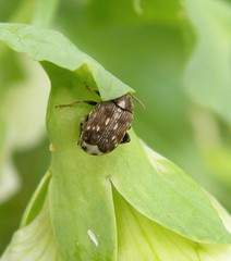 Bruchus pisorum