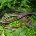 Pacific Patchnose Snake - Photo (c) Leonardo Fernández Badillo, some rights reserved (CC BY-NC-ND), uploaded by Leonardo Fernández Badillo